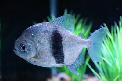 粗線銀板魚與龍魚混養效果，粗線銀板魚與龍魚混養效果的探討
