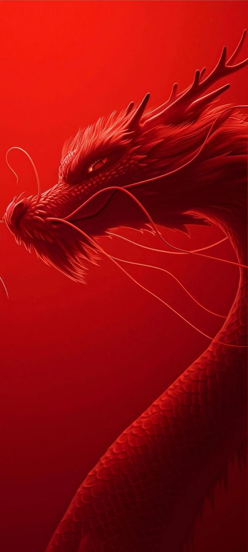 有沒有龍的壁紙模板？ 有沒有龍的壁紙模板？ 龍魚百科 第19張