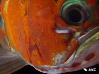 龍魚腮部鼓包是由于多種原因引起的，治療方法也會有所不同：龍魚腮部鼓包怎么治療
