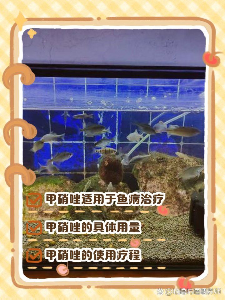 甲硝唑片治療龍魚(yú)腸炎的用量