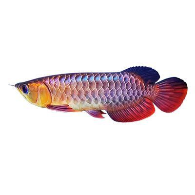 紅背金龍魚購買渠道