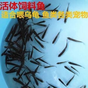 龍魚吃飼料魚：龍魚專用飼料品牌推薦