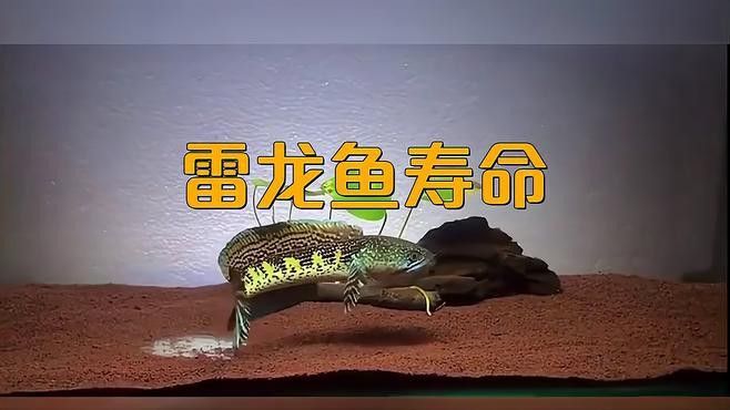 血斑一型雷龍魚壽命 血斑一型雷龍魚壽命 龍魚百科