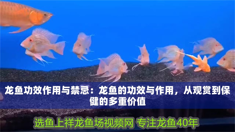 龍魚功效作用與禁忌：龍魚的功效與作用，從觀賞到保健的多重價值