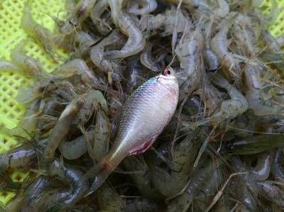 紅龍魚四大漁場排名第幾（紅龍魚四大漁場排名） 紅龍魚四大漁場排名第幾（紅龍魚四大漁場排名） 龍魚百科 第6張