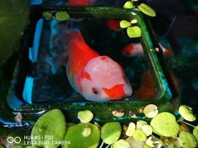 選擇家養龍魚好還是錦鯉好，家養龍魚好還是錦鯉好：家養龍魚好還是錦鯉好， 選擇家養龍魚好還是錦鯉好，家養龍魚好還是錦鯉好：家養龍魚好還是錦鯉好， 龍魚百科 第1張