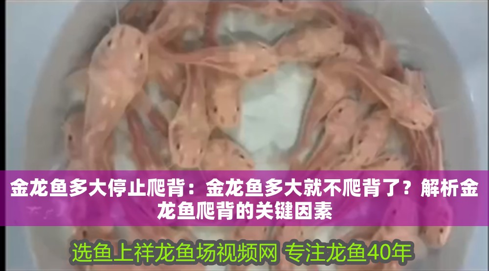 金龍魚多大停止爬背：金龍魚多大就不爬背了？解析金龍魚爬背的關鍵因素