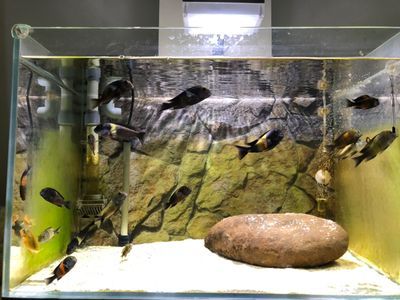 選擇養(yǎng)龍魚還是蝴蝶鯉，主要取決于個人喜好、魚缸條件和養(yǎng)護要求：選擇養(yǎng)龍魚還是蝴蝶鯉
