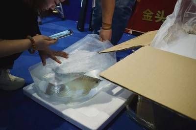 龍魚做眼睛手術多少錢：龍魚眼睛手術的費用是多少龍魚眼睛手術的費用是多少 龍魚做眼睛手術多少錢：龍魚眼睛手術的費用是多少龍魚眼睛手術的費用是多少 龍魚百科 第3張