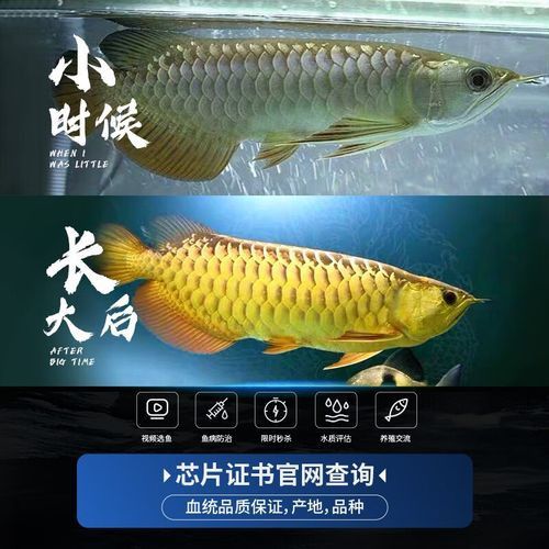 紅龍魚的挑選標準圖片大全