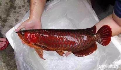 紅龍魚吃什么發色最好養活呢圖片（紅龍魚吃什么發色最好養活呢圖片大全）