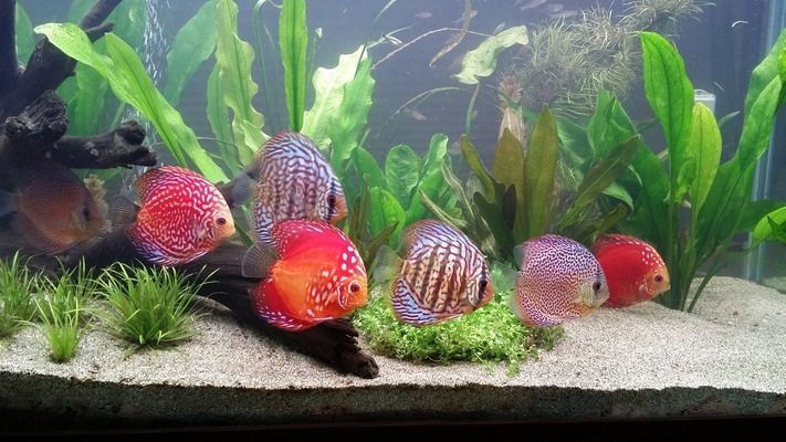 雷龍魚發色的技巧（喂養頻率,雷龍魚最佳飼養環境配置,雷龍魚發色期飼料選擇指南）