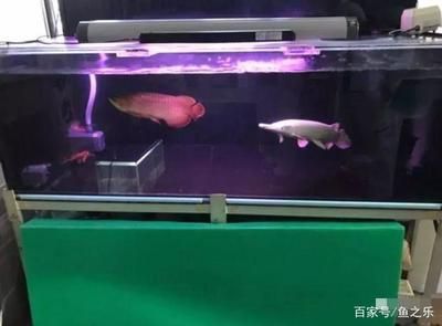 九條龍魚混養 多大的魚缸：九條龍魚混養需要的魚缸大小