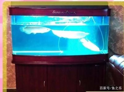 九條龍魚混養 多大的魚缸：九條龍魚混養需要的魚缸大小