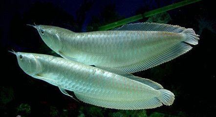 銀龍魚怎么分公母（如何區分銀龍魚的性別）