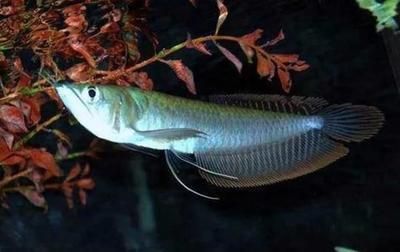 銀龍魚怎么分公母（如何區分銀龍魚的性別）