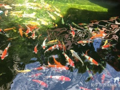 龍魚貼吧