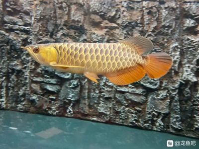 龍魚貼吧