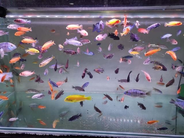 祥龍魚場觀賞魚有哪些品種（南美觀賞魚有哪些品種(祥龍魚場）