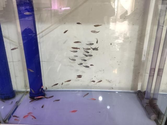 祥龍魚場觀賞魚有哪些品種（南美觀賞魚有哪些品種(祥龍魚場）