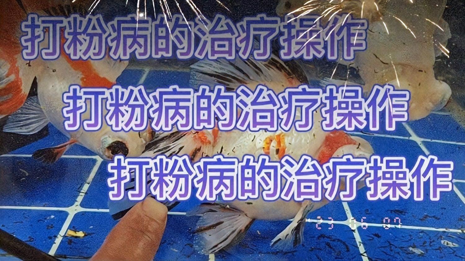 蝶尾金魚有哪些常見疾病