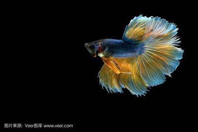 金龍魚壁紙高清版：如何找到金龍魚壁紙
