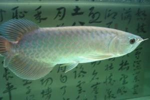 青龍魚圖片大全欣賞圖