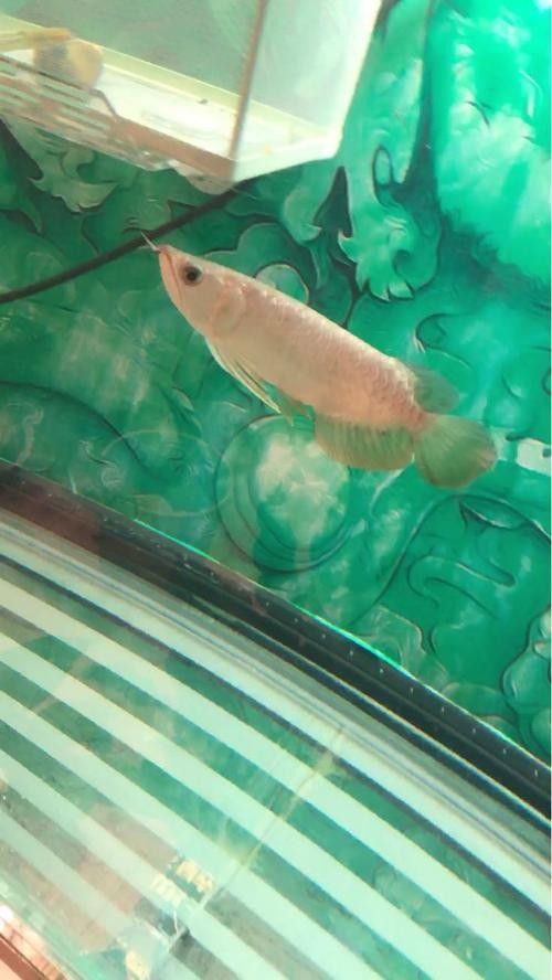 青龍魚圖片大全欣賞圖