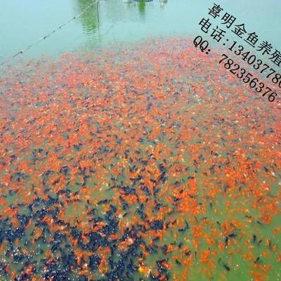 紅龍魚苗換水操作要點：紅龍魚換水操作要點