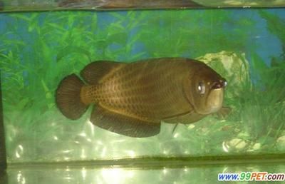 龍魚飼養水溫是多少度的水：龍魚飼養水溫取決于龍魚的品種