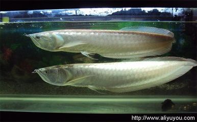 家里養銀龍魚要注意什么問題（養銀龍魚要注意什么）
