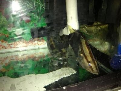 龍魚缸底層魚：養(yǎng)龍魚的朋友們在選擇底層魚時需要注意龍魚的特性