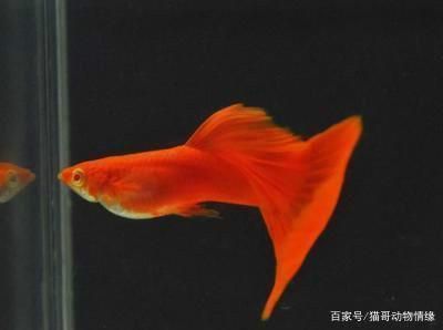 混養魚飼料營養搭配指南：如何科學地配置混養魚飼料