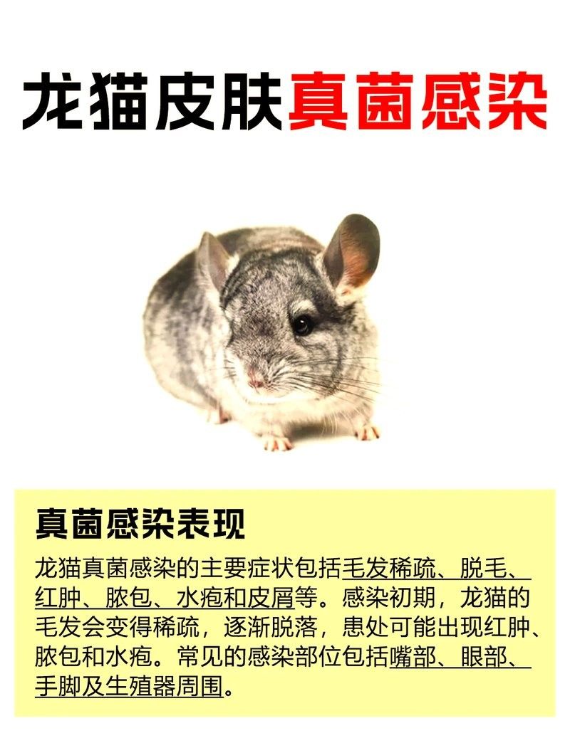 龍貓感染細菌后應該如何治療？