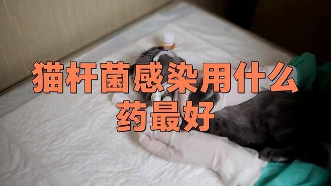 龍貓感染細菌后應該如何治療？