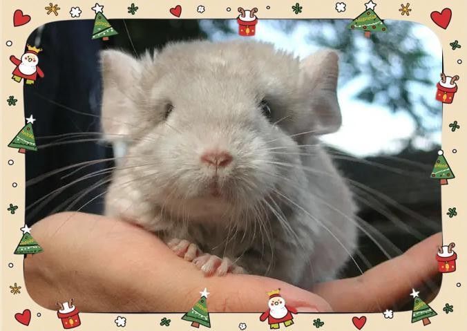 龍貓感染細菌后應該如何治療？