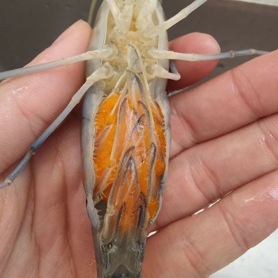 小龍魚喂食帶殼蝦不消化的原因是：小龍魚喂食帶殼蝦不消化的原因