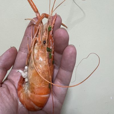 小龍魚喂食帶殼蝦不消化的原因是：小龍魚喂食帶殼蝦不消化的原因