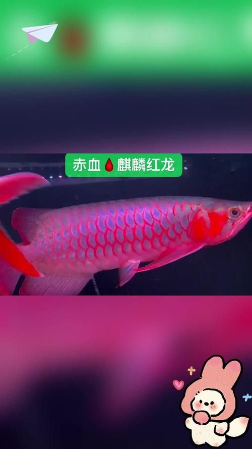 龍魚虎斑紋