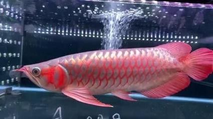 龍魚虎斑紋