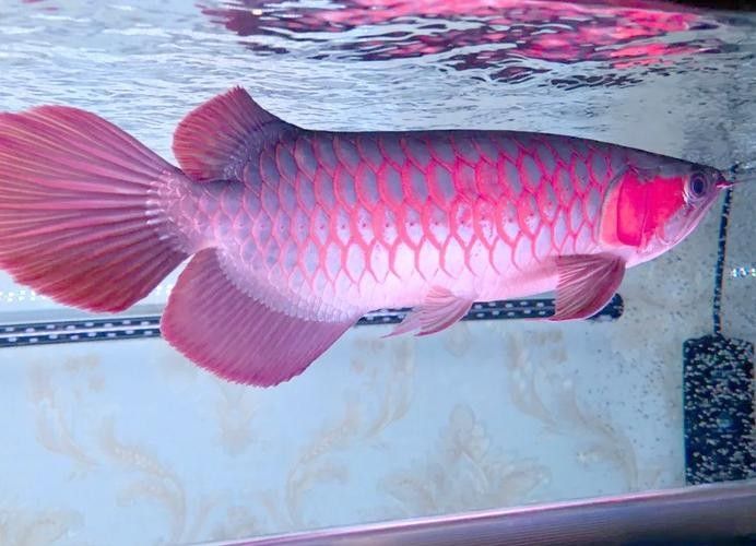 龍魚虎斑紋