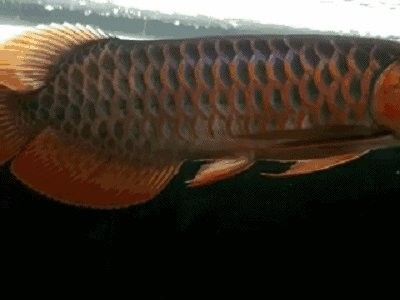 龍魚虎斑紋