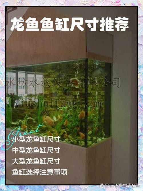 銀龍魚適合多大的缸