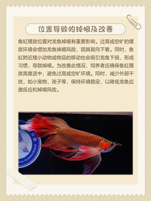 金龍魚掉眼能自己恢復嗎圖片視頻