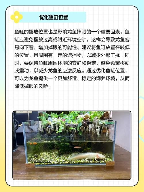 金龍魚掉眼能自己恢復嗎圖片視頻