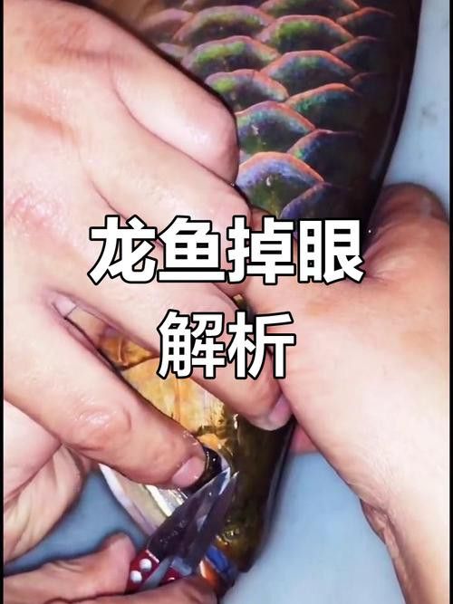 金龍魚掉眼能自己恢復嗎圖片視頻