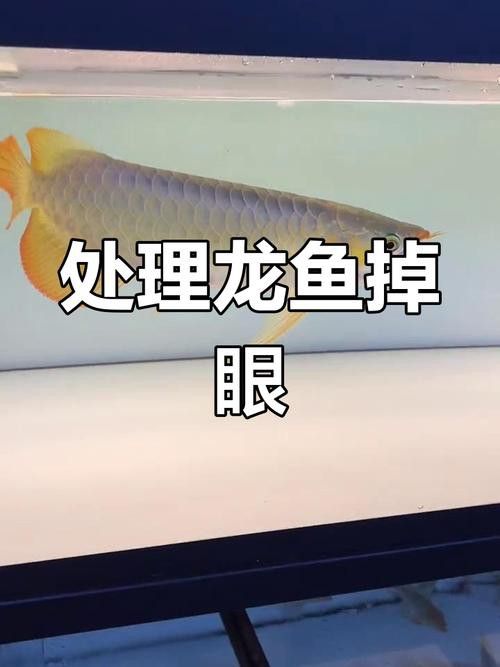 金龍魚掉眼能自己恢復嗎圖片視頻