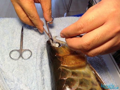 金龍魚掉眼能自己恢復嗎圖片視頻