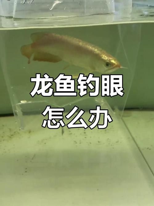 金龍魚掉眼能自己恢復嗎圖片視頻