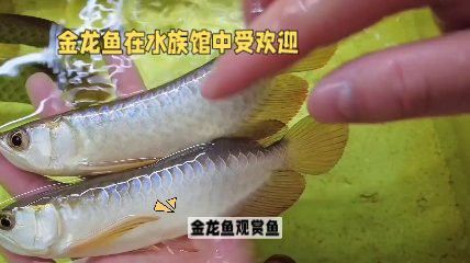 金龍魚水族箱的價格范圍是多少？ 金龍魚水族箱的價格范圍是多少？ 龍魚百科 第5張
